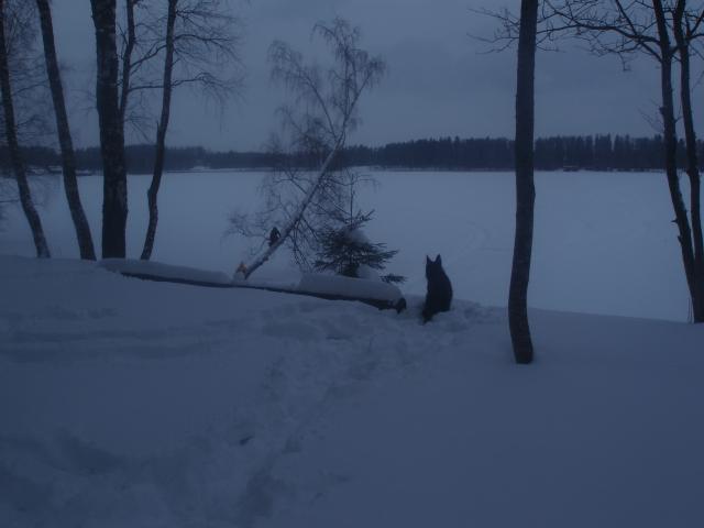 P2135288